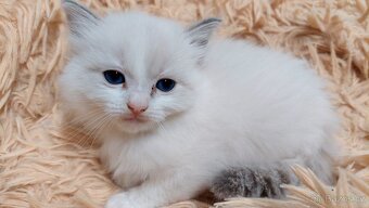 Poslední koťátko Ragdoll k REZERVACI - 2