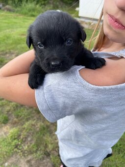 Border kolie x Labrador - 2