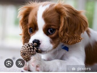 Kavalír king charles španěl fenečka POPTÁVKA - 2