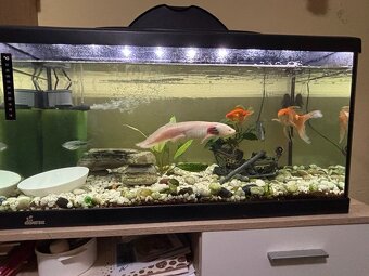 axolotl - 2