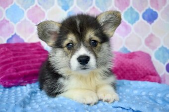 Welsh Corgi Pembroke s PP - 2