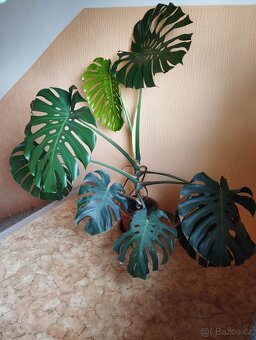 Monstera s velkými listy - 2