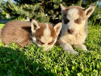 Štěňátka sibiřský Husky - 2