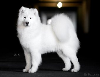 Samojed s PP - 2