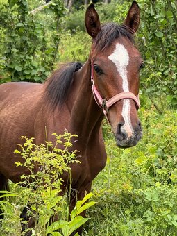 Roční hřebeček do pony sportu - 2