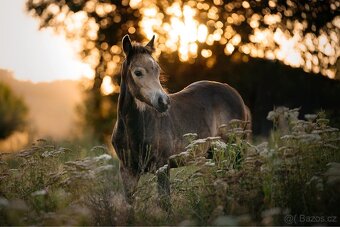 Klisna Welsh pony of cob type - 2