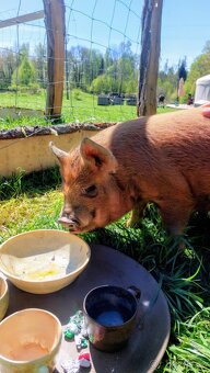 pastevecké prase kune kune - 2
