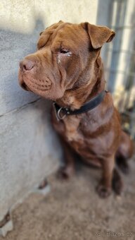 ČOKO K ADOPCI - zlomená něžná dušička - 2