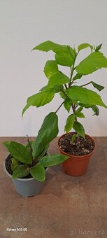 Ibišek pokojový a hoya - 2