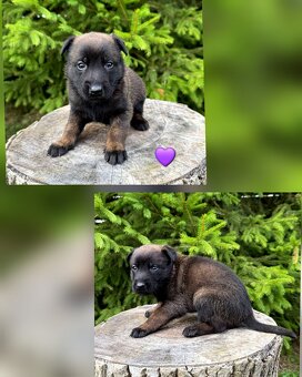 Belgický ovčák Malinois s PP po Edward Ad-Gür - 2