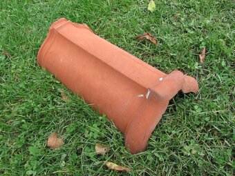 Hřebenáče / 8ks - 2