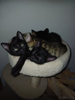 Daruji koťátko - 2