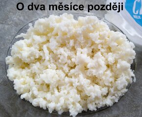 Tibetská houba, kefírová zrna. VR a TU. Balíkovna 83Kč. - 2