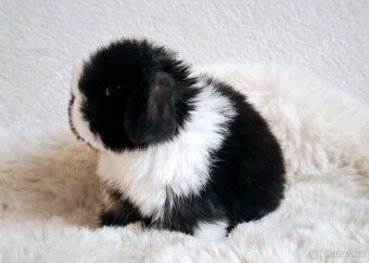 🩵Luxusní mazlíčci minilop 🩷 - 2