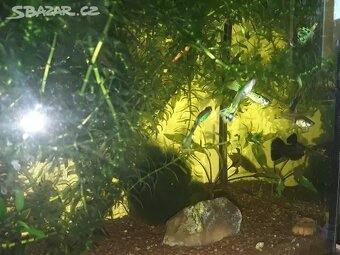 Prodám Ampulária modrá - Pomacea canaliculata - 2