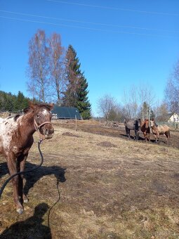 Appaloosa Top barva - 2