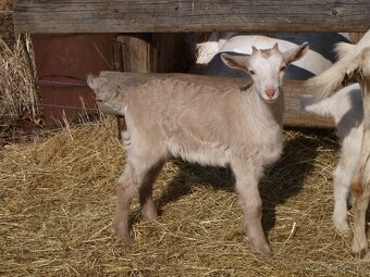 Prodám letošní kozu - 2