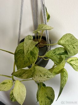 Pothos snow queen, pokojovka - 2