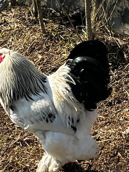 Brahmanka kohout - 2