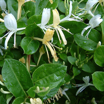 lonicera bílá japonská, pnoucí dřevina, sazenice - 2