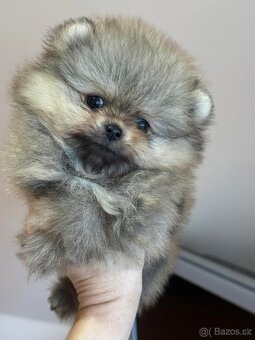 Pomeranian mini - 2