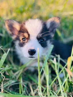 Welsh corgi pembroke s PP (FCI) - 2