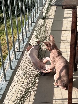 Kanadský sphynx - 2