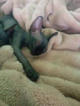 Koťátka Sphynx - 2