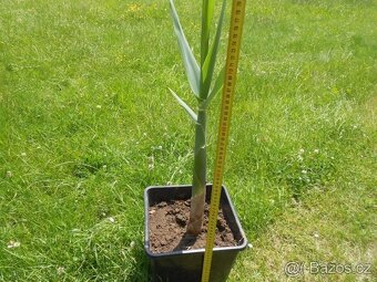 Okrasne vysoke traviny Arundo donax, 2L 11L a 30L kontejner - 2