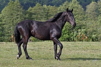 Starokladrubský vraník na prodej - 2