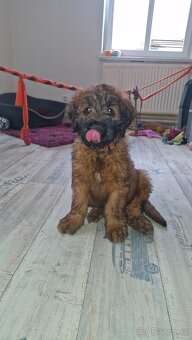 Briard s PP - 2