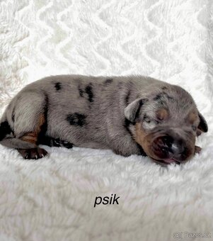 Louisiánsky leopardí pes - štenistka s PP - 2