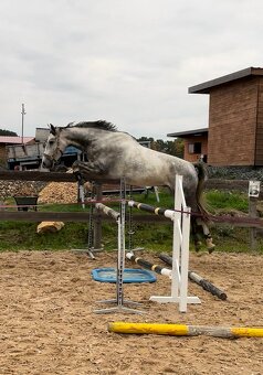5letý hodný valach na rekreaci a nižší sport - 2