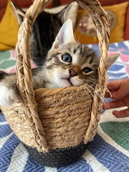 Bytový - mourovatý kocourek - s EU pasem - 2