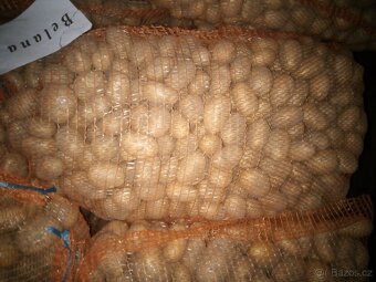 Sadbové brambory - 2