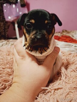 Stěně Buldoček X Jezevčík - 2