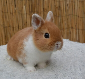 Zakrslí králíčci, odběr těsně před Vánocemi - 2