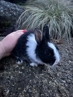 Zakrslý králík - kluk 🩵🐇 - 2