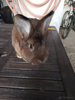 Prodám samce vídeňský šedý - 2