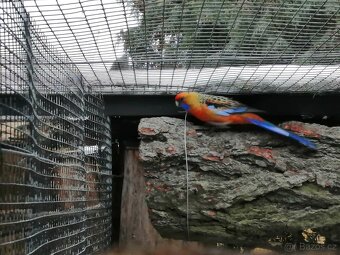 Rosela adelaidská, samec, rok 2024, chovný - 2