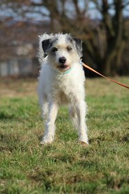 Apollo ❤ sněhová vločka ❤ - 2