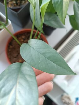 Epipremnun Cube blue - 2