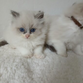 Ragdoll koťátka s PP - 2