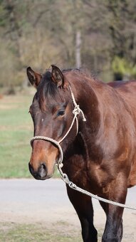 3letý QH valach - 2