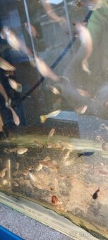 16kč Paví očka+ Plata Skvrňitá+Mečovka zelená, Český Tešin - 2