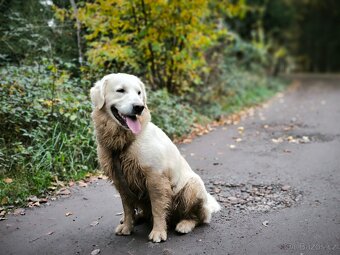 Krytí- Zlatý 3letý retriever krémové bílé barvy - 2