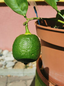 Prodám plodící citroník LISBON (9a) - 2