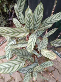 VELKA ROSTLINA MARANTA - 2