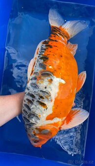 Koi - 2