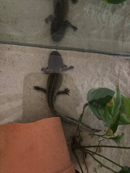 Ambystoma mexicanum - 2